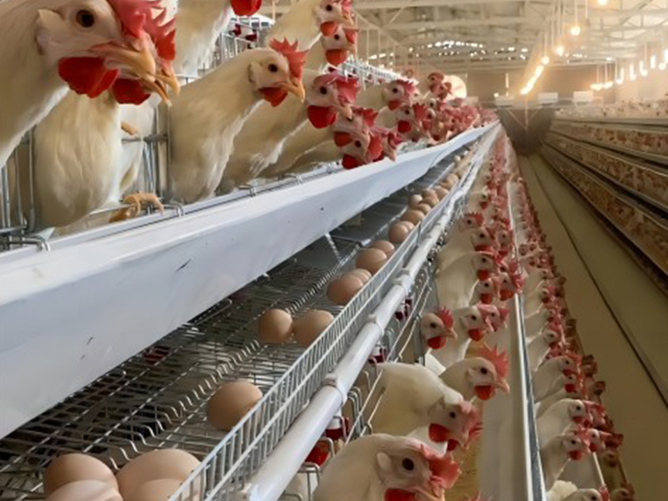 high end dinner plate case title 002_复制